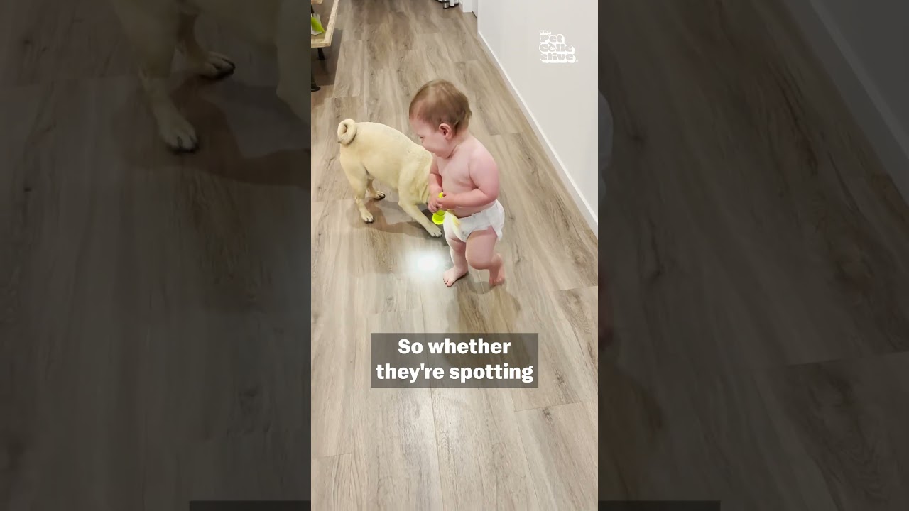 Can Dogs See Ghosts? 🤔 | Pet Pointers