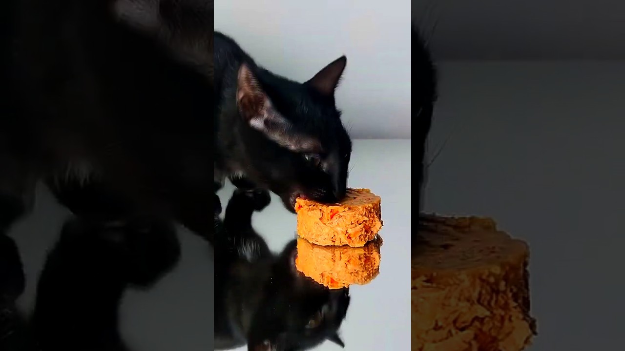 CAT ASMR #Cat #ASMR #eating #shorts