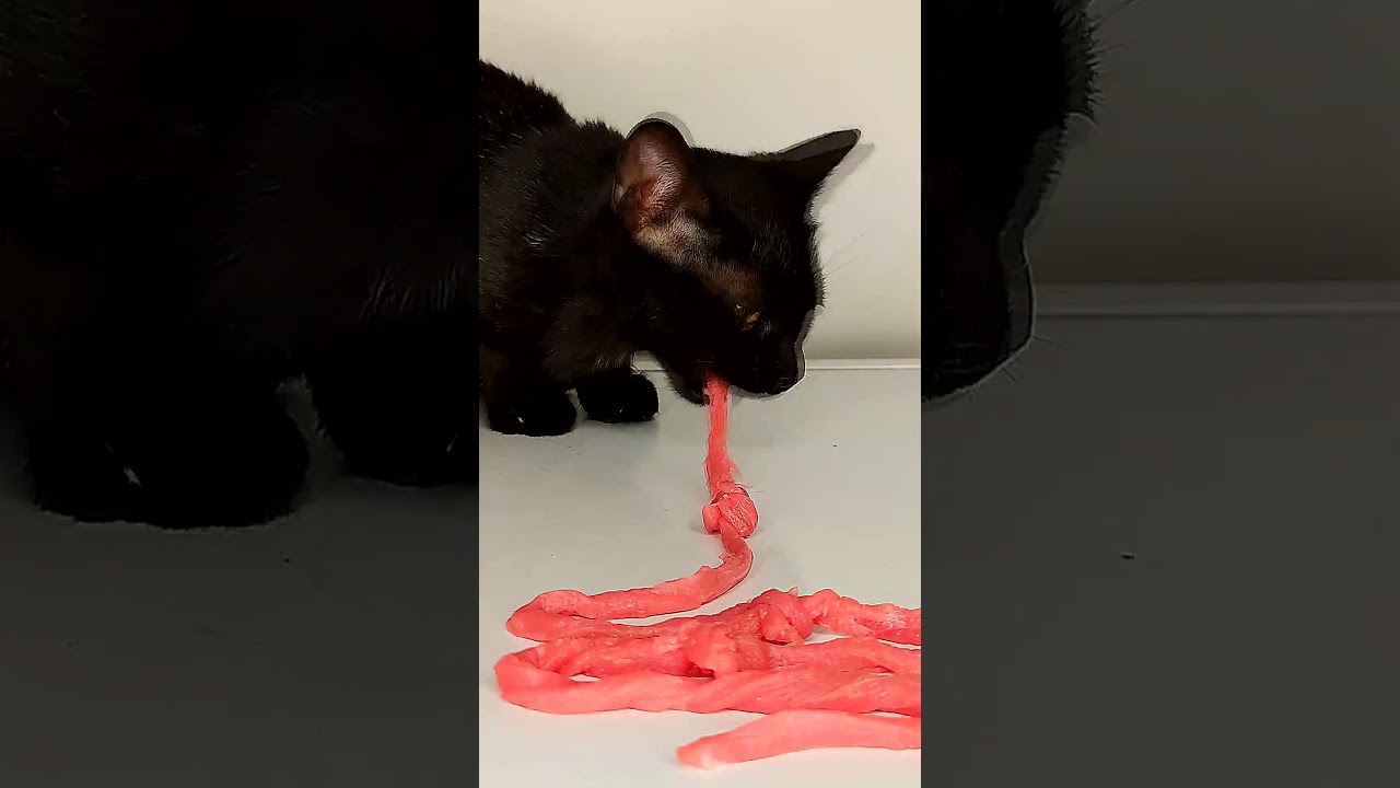 Cat ASMR Eating 1Meter Beef