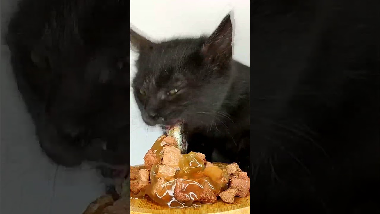 Cat ASMR Eating Fish 🐟