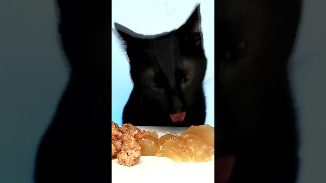 #Cat #ASMR #eating #shorts