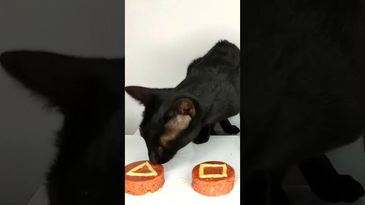 Cat ASMR 🟦🔺🟡