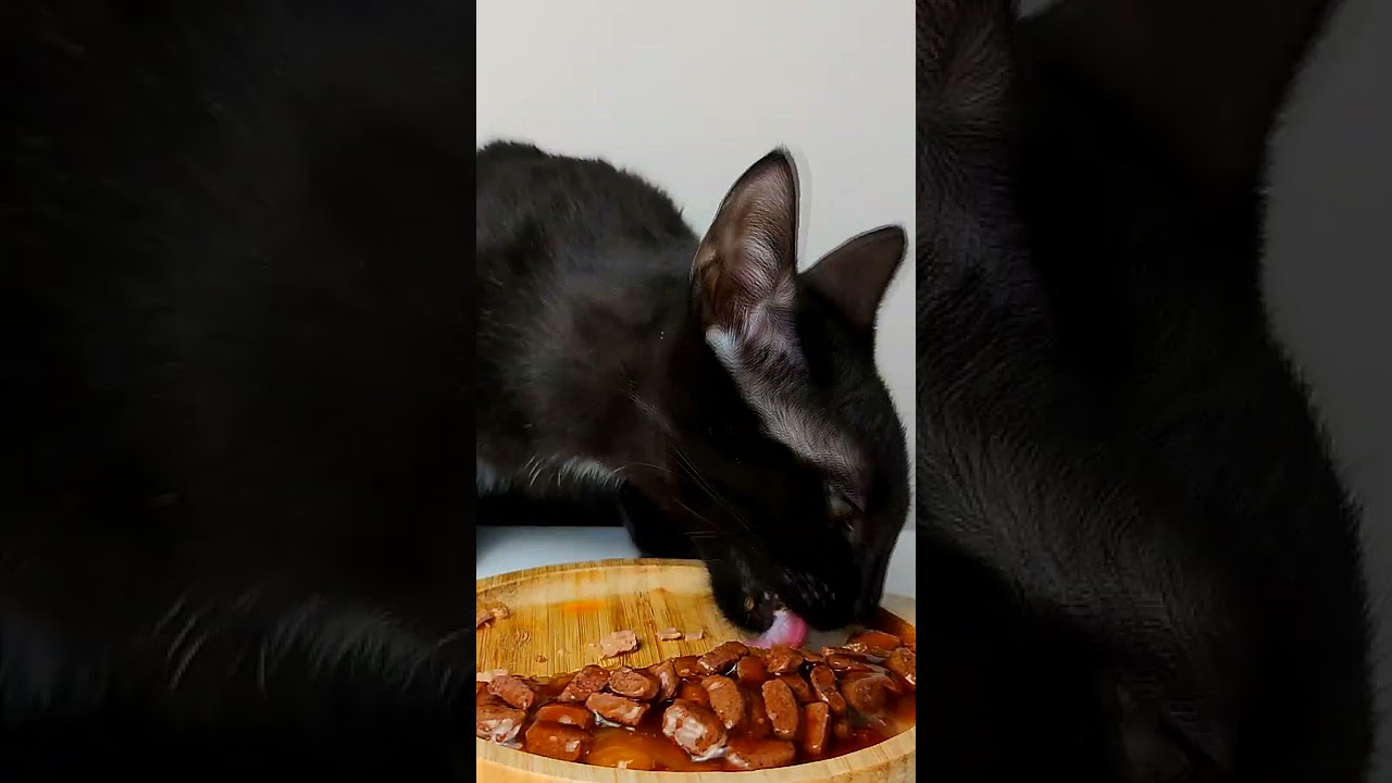 cat asmr mukbang 😻 #ASMR #eating #shorts