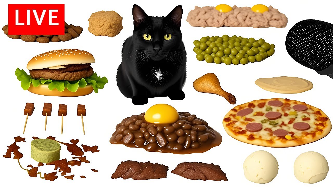 Cat Eating ASMR Mukbang |🔴LIVE Video