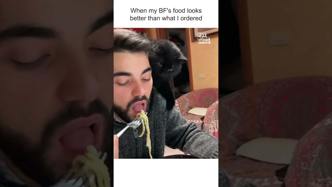 Cat Steals Pasta From my Fork! 🍴🙀