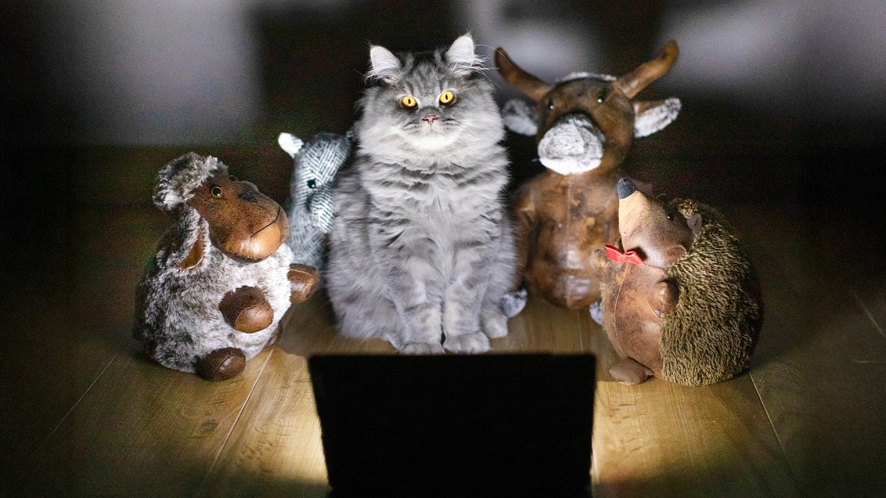 Cat Summons Demons | FUNNIEST Spooky Pet Videos