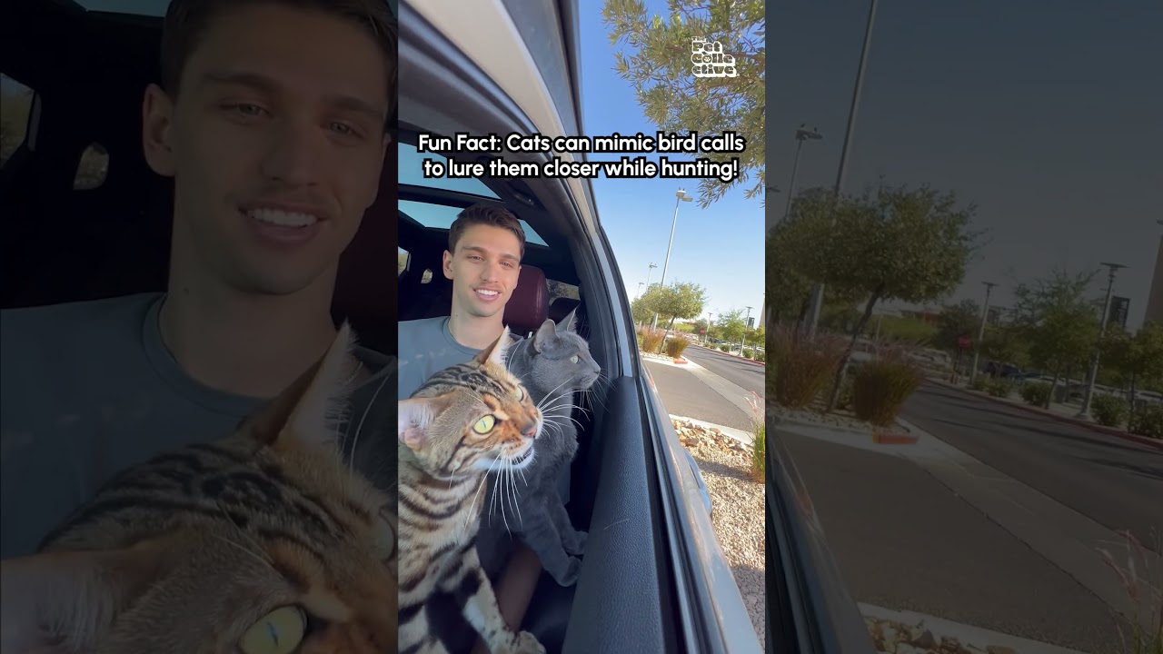 Cats Chirp At Birds Outside Car Window