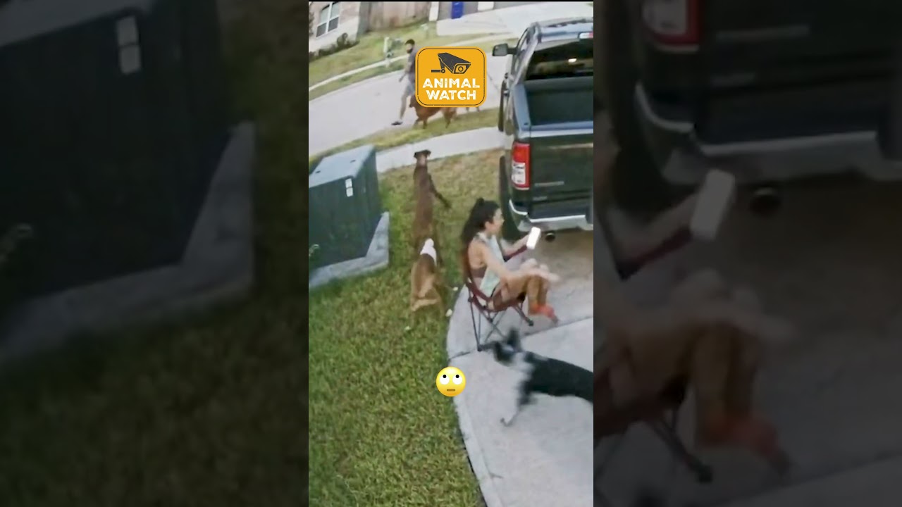 Caught On Camera | BEST Dog Fails EVER