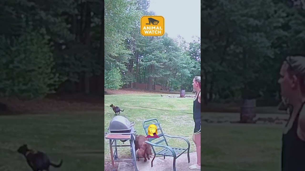 Caught On Camera | BEST Dog Fails EVER