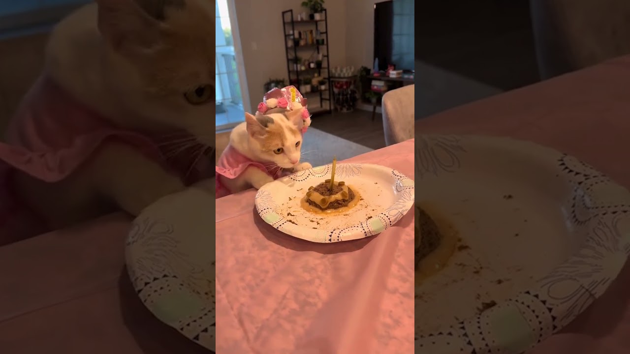 Celebrating My Cat's Birthday With A Princess Party!