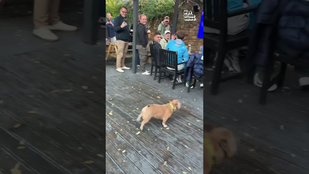 Crowd Cheers Bulldog As He Plays With Balloon