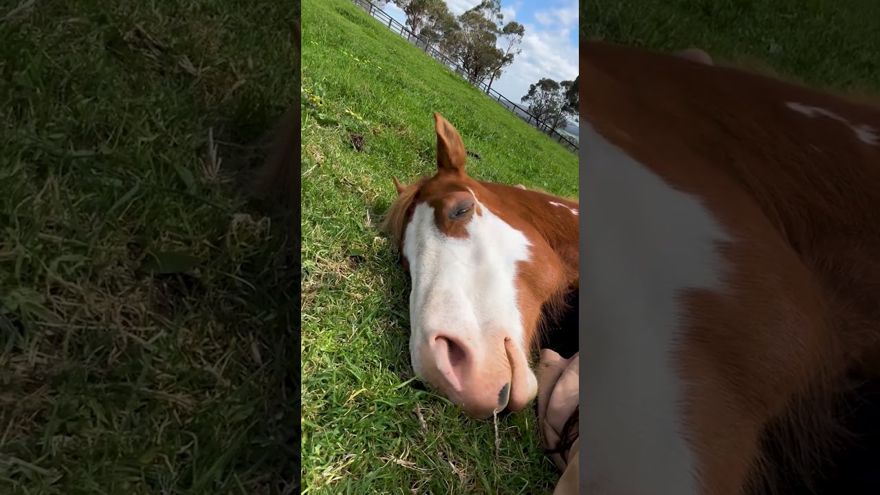 Cuddling with my horse in the pasture π