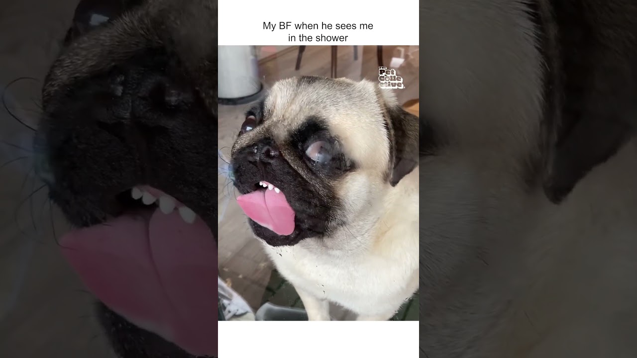 Cute Pug Licks Window