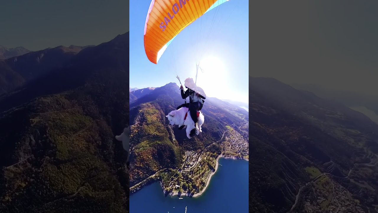 Daredevil Dog Goes Paragliding Over French Alps