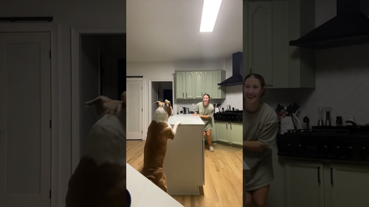 Dog And Mom Play Hide-And-Seek Around Kitchen