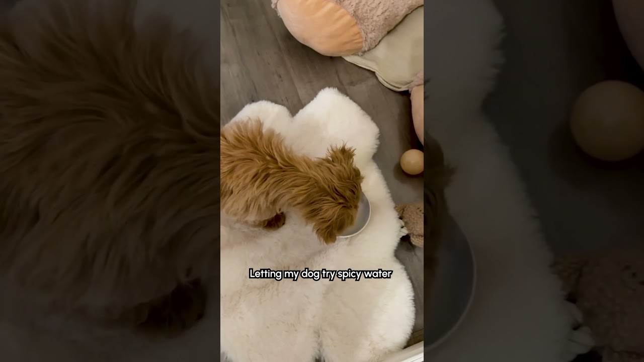 Dog Hates Spicy Water
