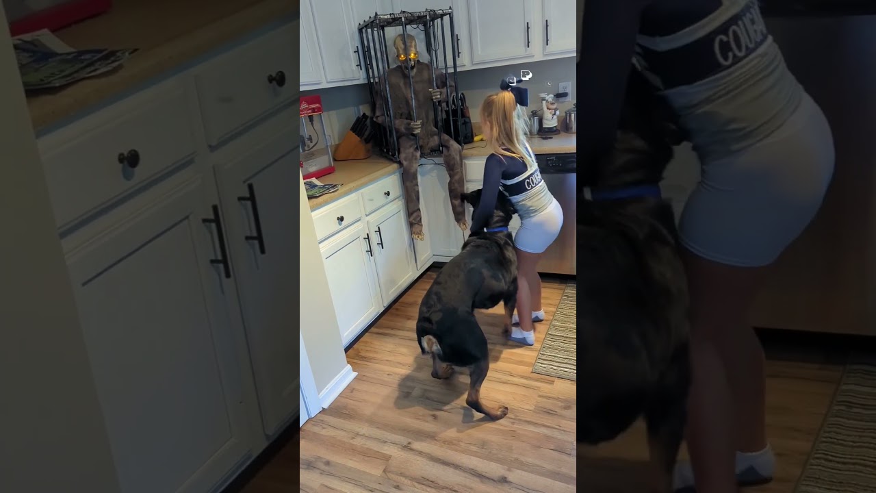 Dog Protects Little Girl From Zombie Halloween Decoration