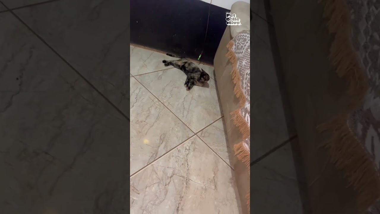 Cats are agents of chaos: Exhibit A! 💥🙀#Cats #Chaos #CatLife