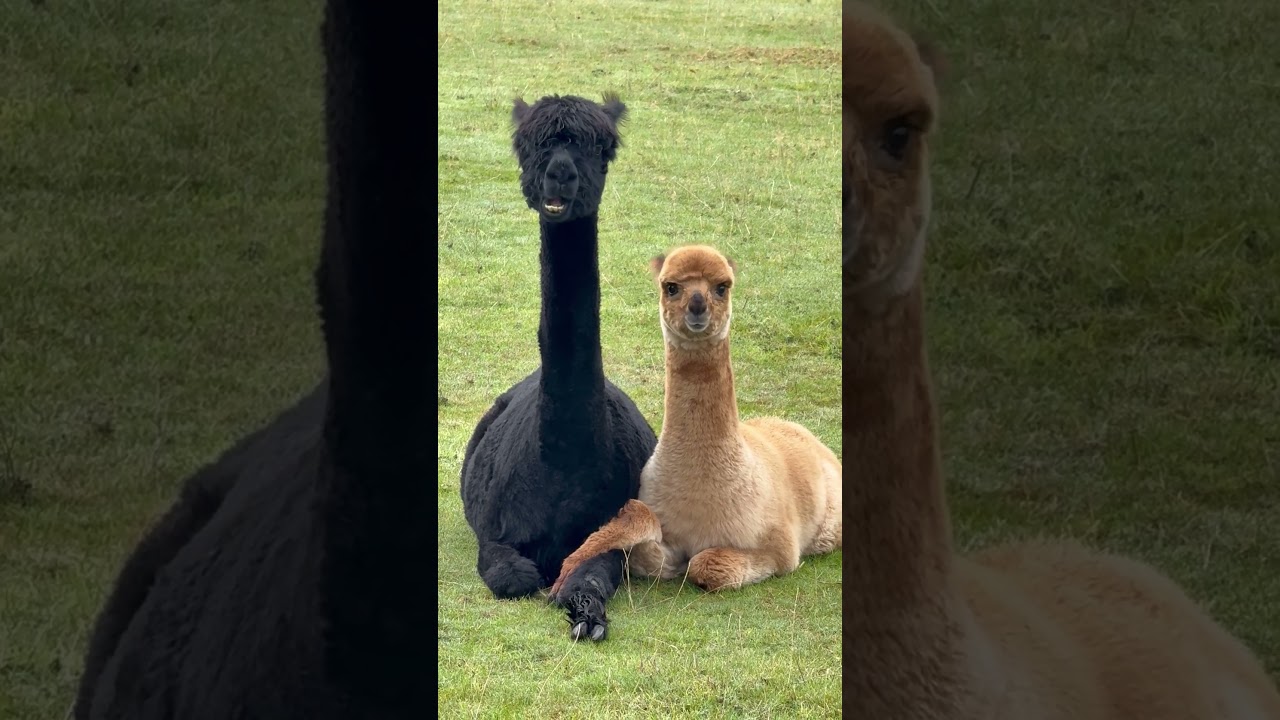 How me & my bestie look judging everyone 🦙💅🤣