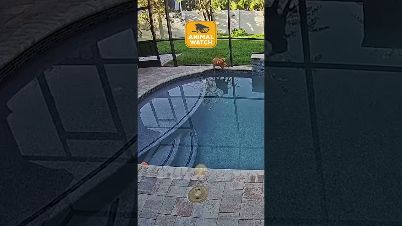 🤩 Ring Cams gone WILD!!