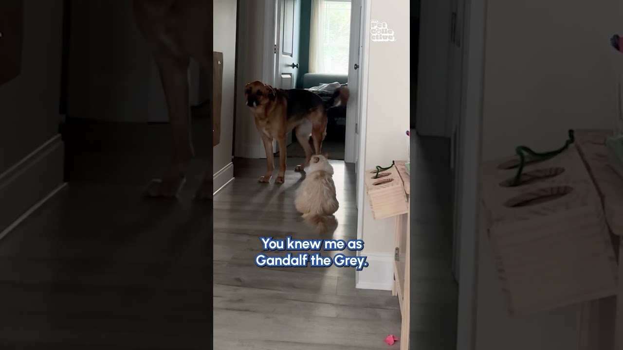 YOU SHALL NOT PASS! 😹🧙🏻‍♂️🐕 #Cat #FunnyCat #Dog