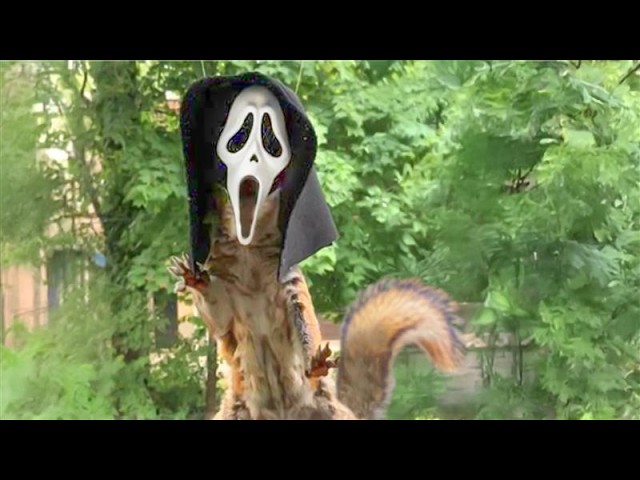 FUNNIEST Halloween Pets 🎃 CUTE & Spooky
