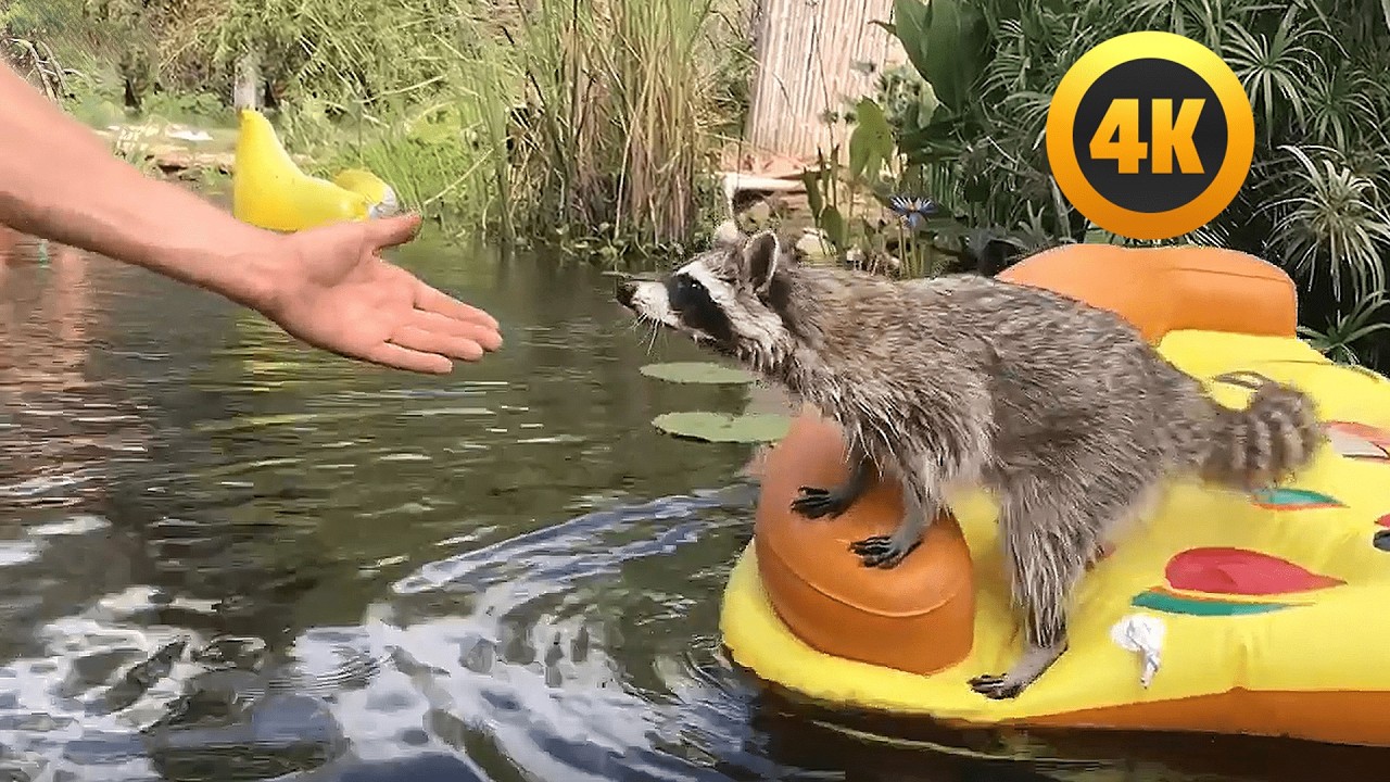 Funny Raccoon Videos | FUNNY And CUTE Raccoons