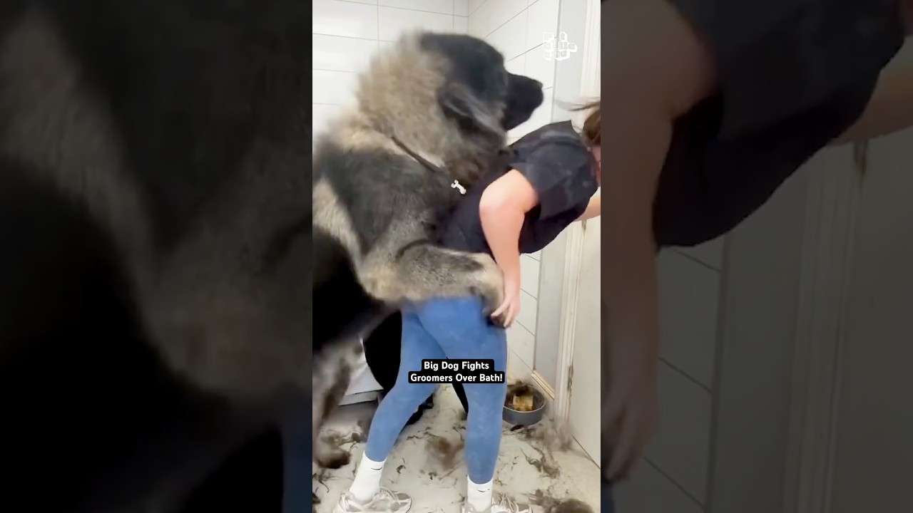 Giant Dog REFUSES To Let Groomers Bathe Him! 💥🤣