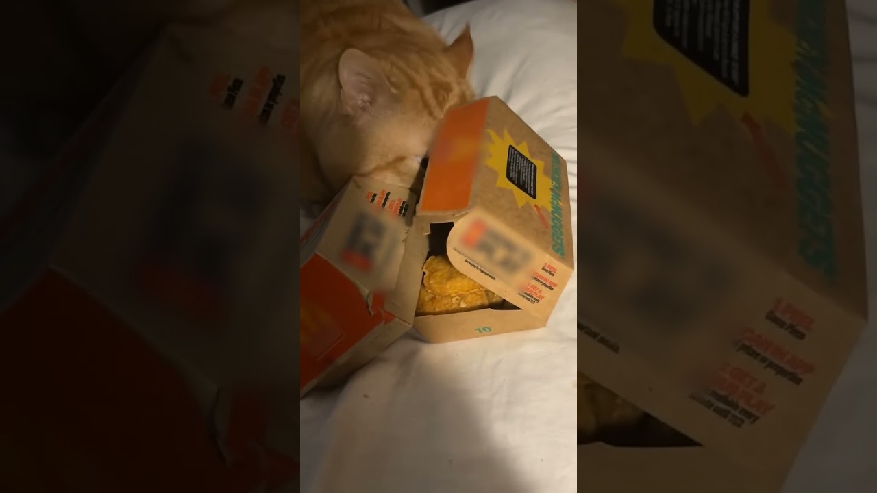 Grubby Little Thief Cat Steals My Chicken Nugget