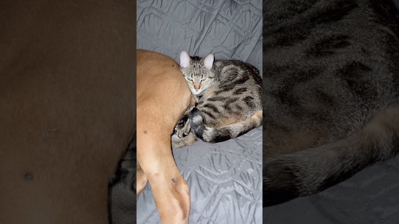Hilarious Cat Takes Nap On Dog's Wagging Tail