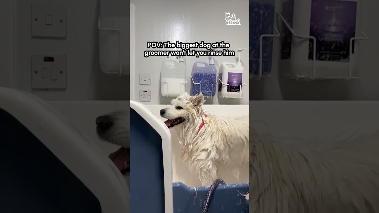 Hilarious Dog Shakes Shampoo Off All Over Groomer