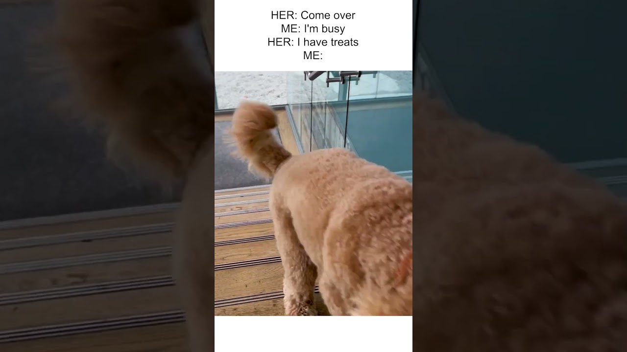 Labradoodle Cannot Reunite With Mom Fast Enough!