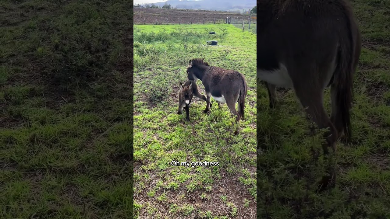 My Annoying Donkey 🙄🫏🗣️