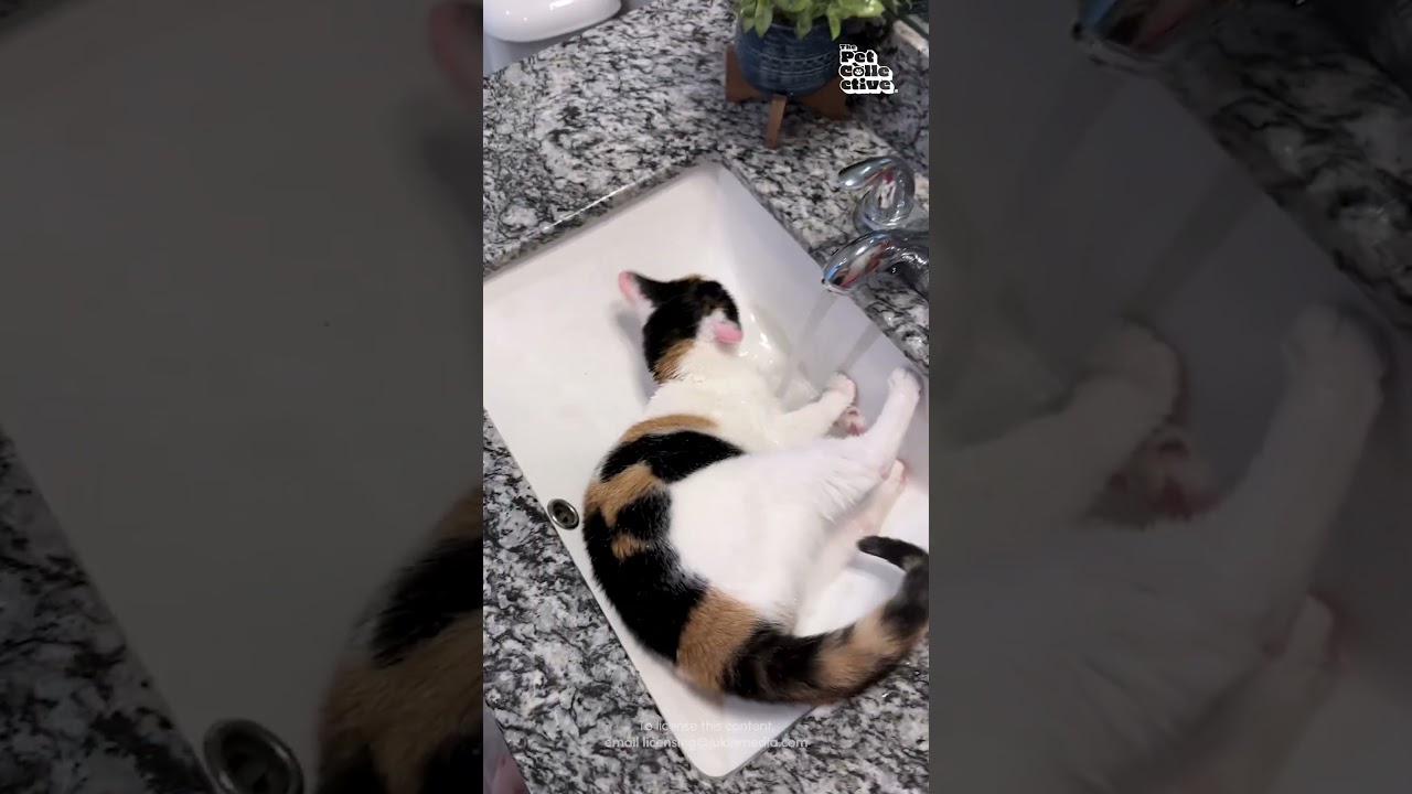 My Cat Bathes A Bit Different! 🤣💦