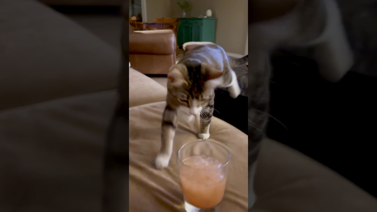 My cat does this when she wants attention...