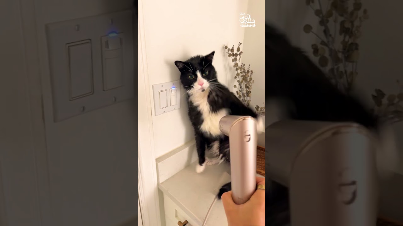 My Cat Fights The Blow Dryer After Every Bath
