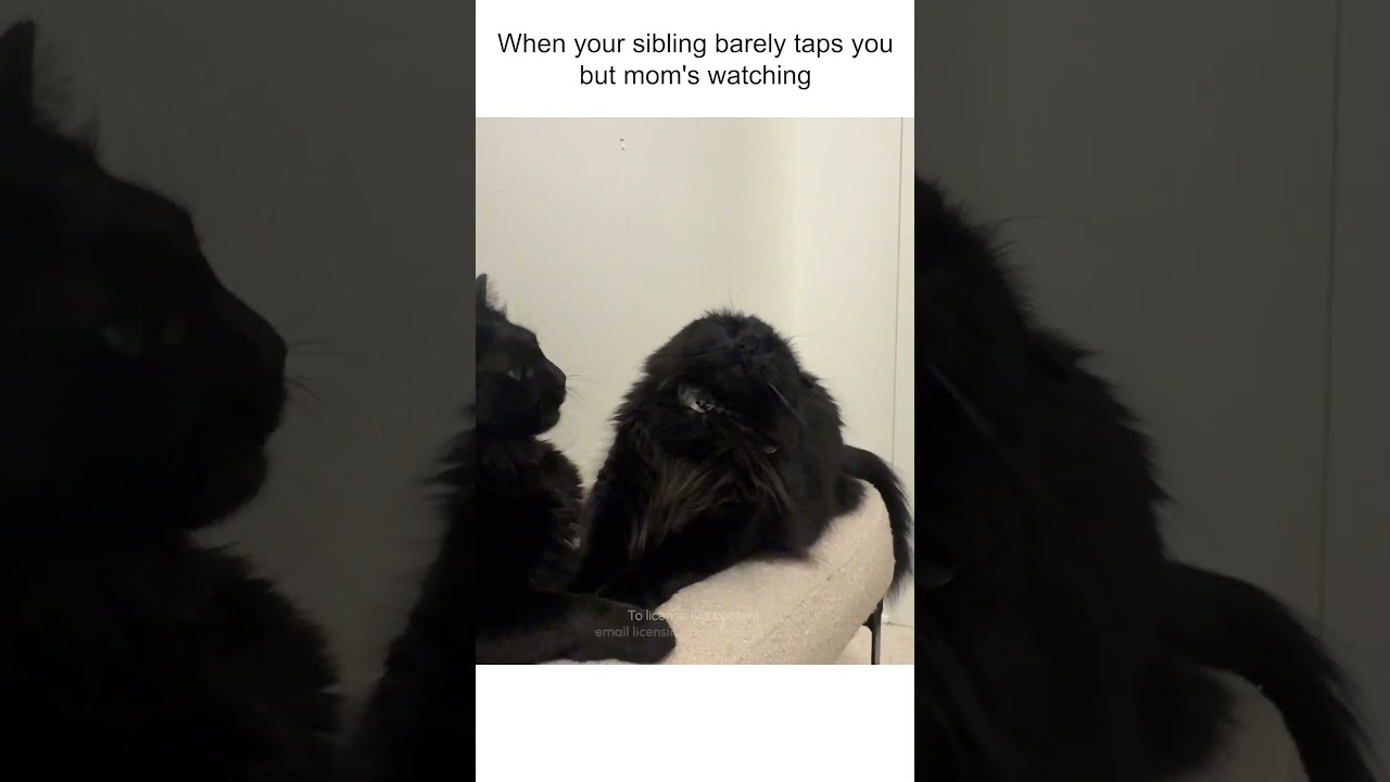 My cats won't stop fighting...