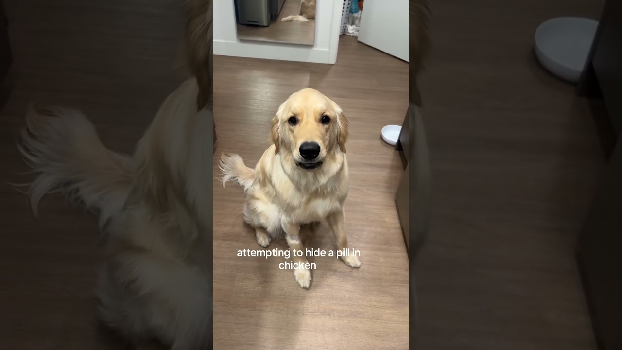 My Dog Is Too Smart For Hidden Pills