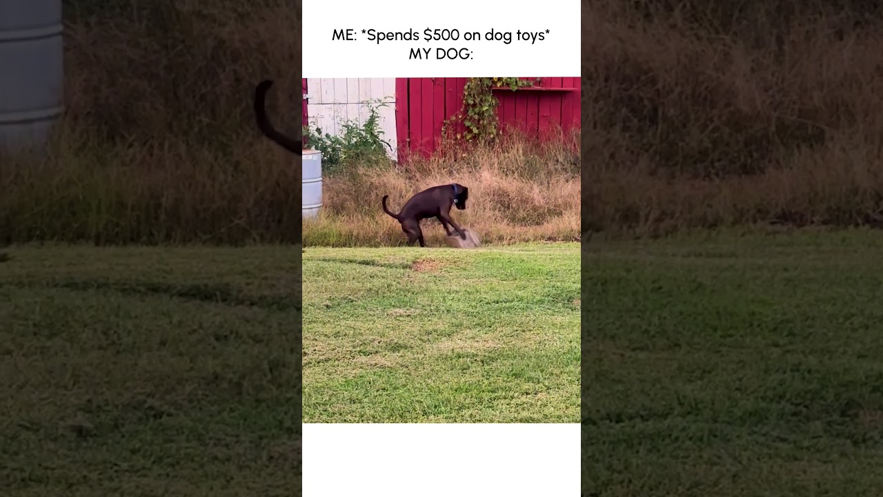 My dog only wants to play with this random brick...?