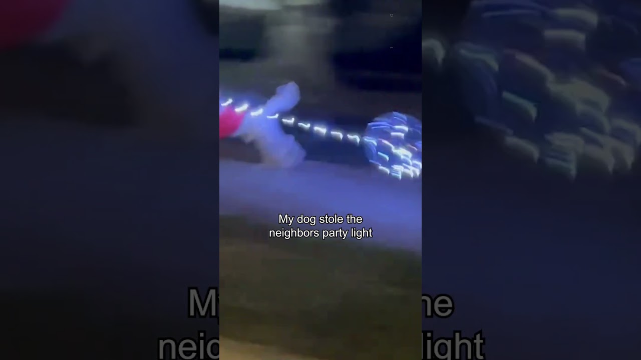 My Dog Ran Off with My Neighbor's Party Lights 😅