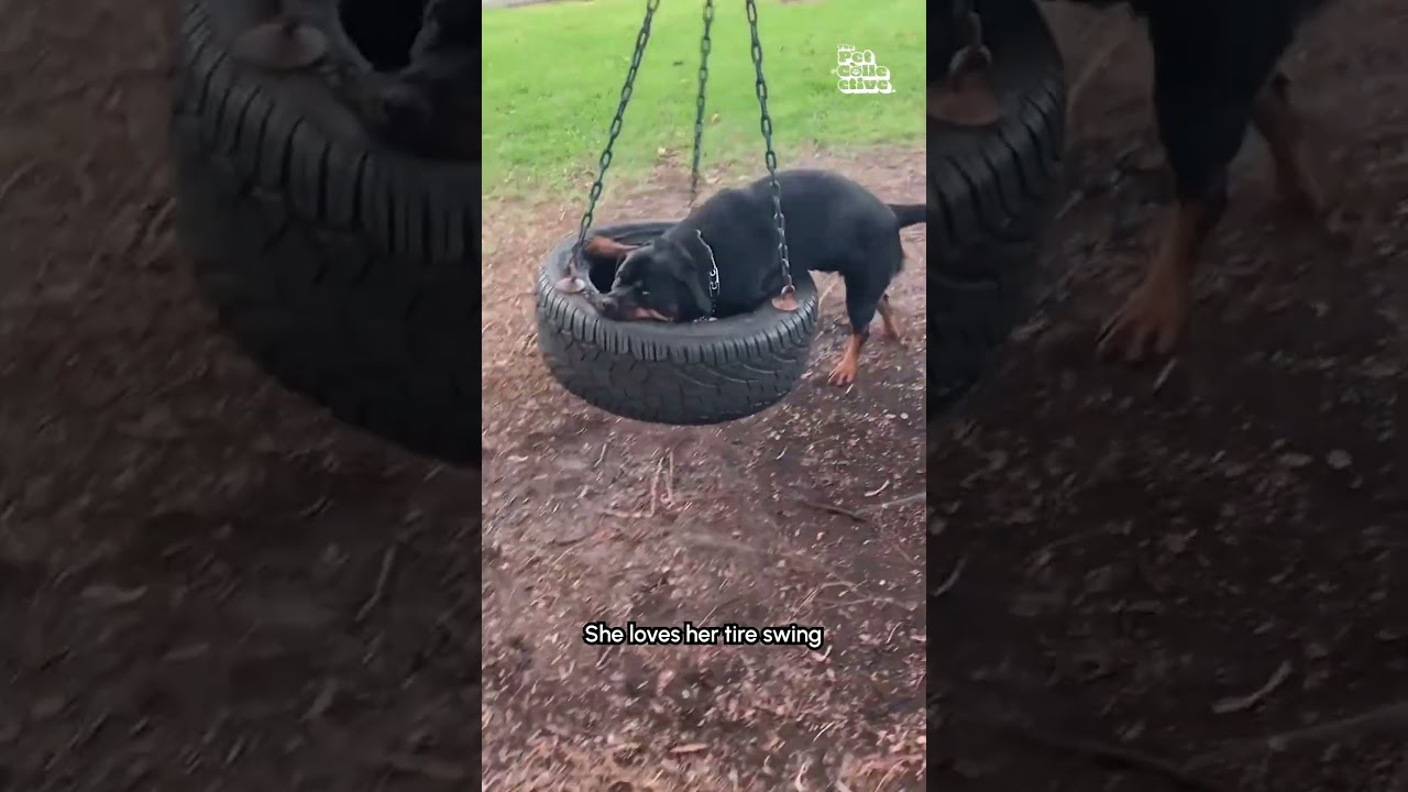 My Dog Won't Stop Playing With This Tire Swing?! 🤣🛞