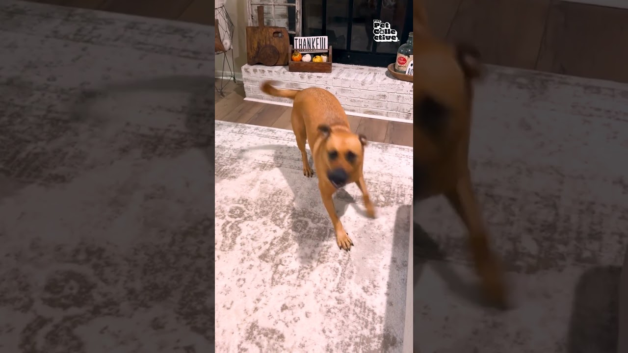 My Dog's Reaction To Being Called The B-Word (Bad Dog)