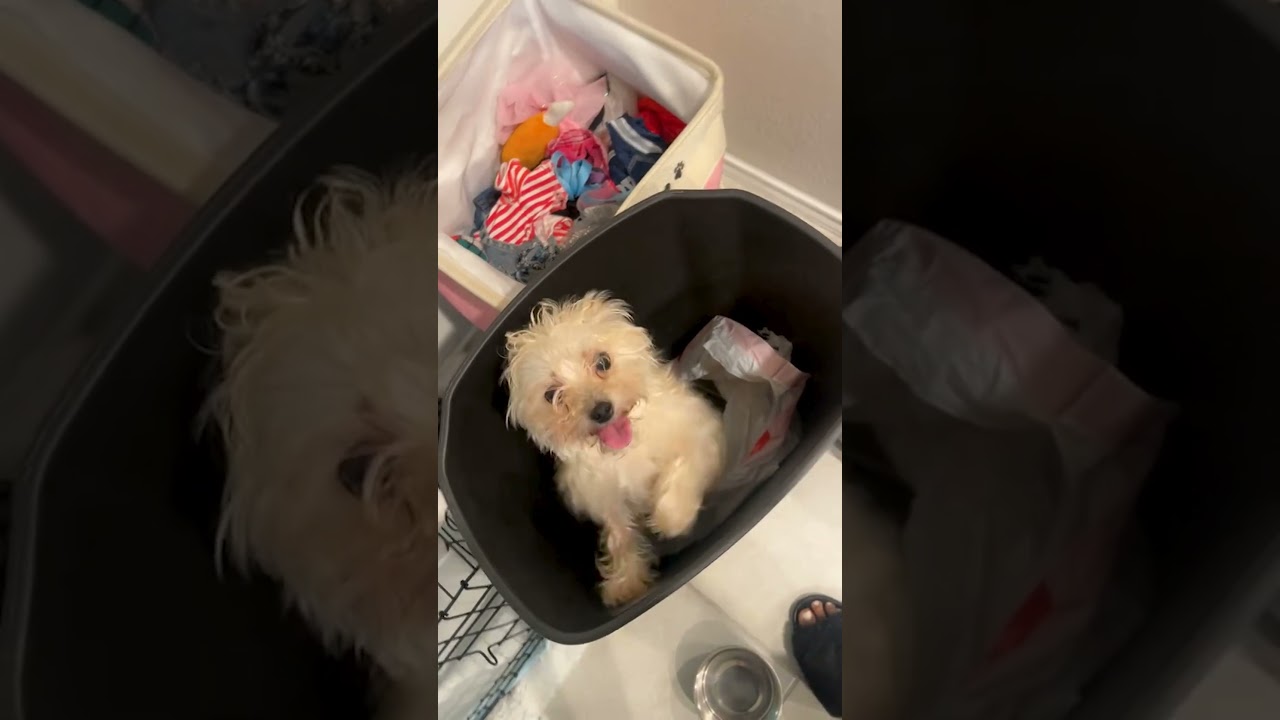My Mischievous Dog Was WAY Too Happy To Sneak Into The Trashcan