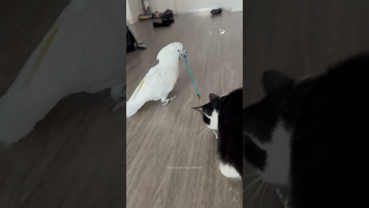 My Parrot Plays With My Cat