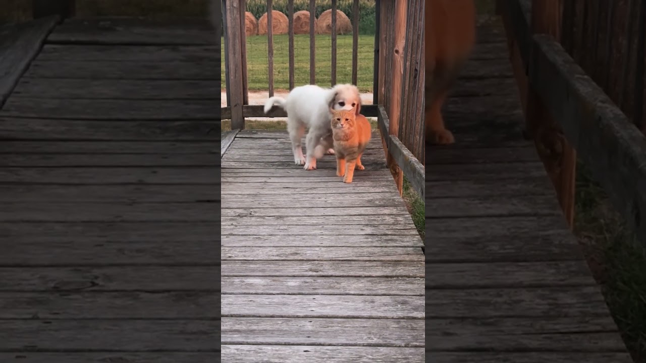 My Puppy And A Stray Cat Have Become Besties! 💕