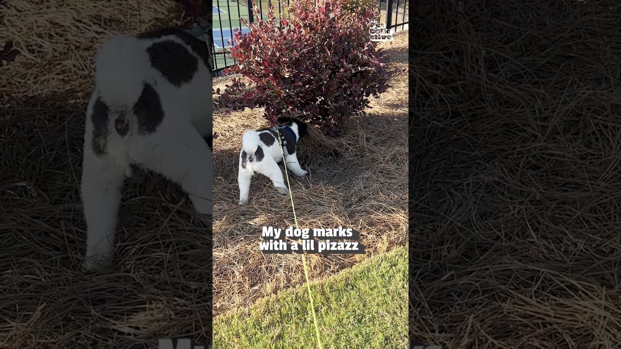 My Puppy Pees in Style