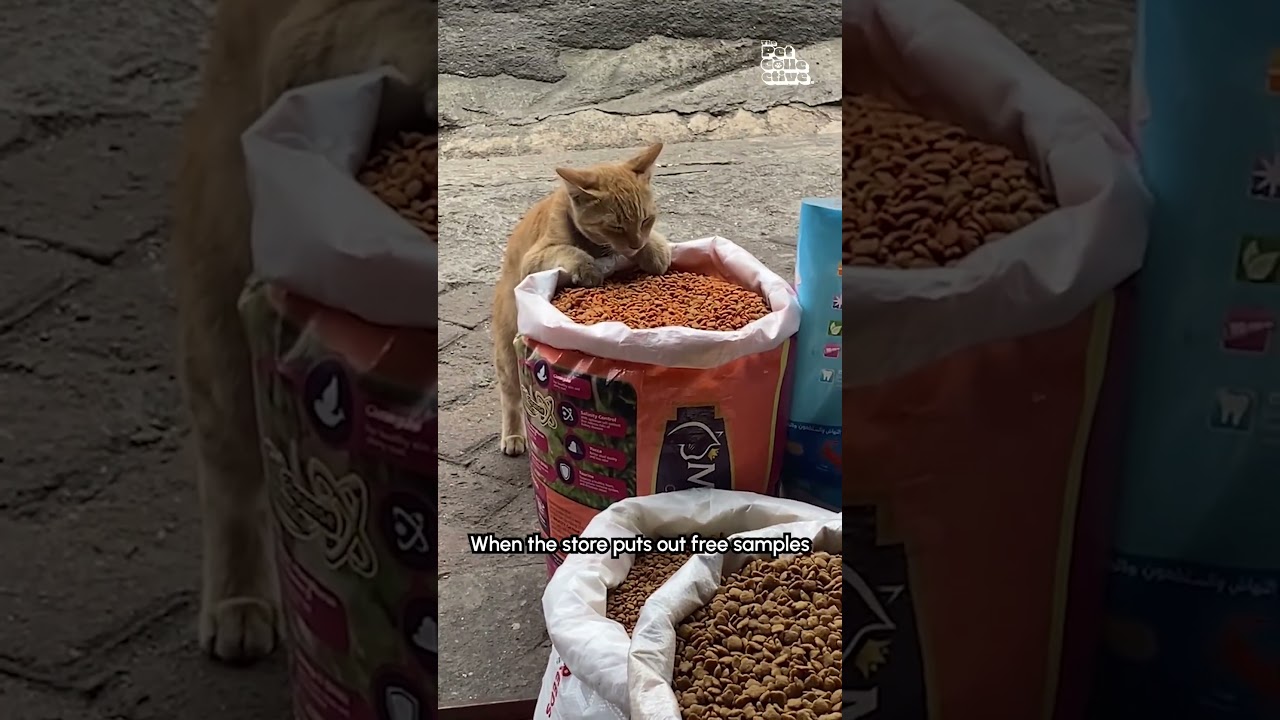 Free food?! 😹💕🍗 #OrangeCat #StrayCat #Phillipines