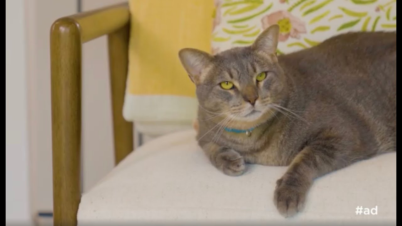 Pet Confessions With Bentley And Beau