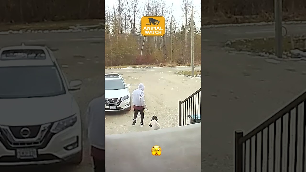 The best animal JERKS on the internet! 💥🤣 #FunnyAnimals #CCTV #RingCam