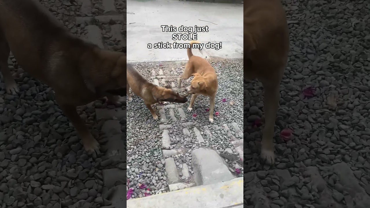 Robbed in blind daylight smh! 🫣🐕🌳
